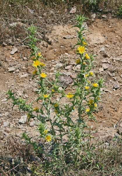 Scolymus hispanicus, Cardogna comune, Scolimo, Aldu crabinu, Cardu mele, Cardu spinosu