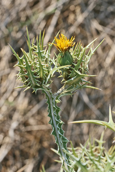 Scolymus maculatus, Cardogna macchiata, Scolimo maculato, Bardu capiddu, Canna de ruxi, Cardu biancu, Corrus de crabiolu, Spina bianca