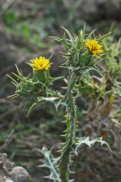 Scolymus maculatus, Cardogna macchiata, Scolimo maculato, Bardu capiddu, Canna de ruxi, Cardu biancu, Corrus de crabiolu, Spina bianca