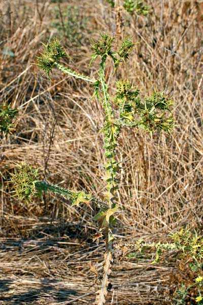 Scolymus maculatus, Cardogna macchiata, Scolimo maculato, Bardu capiddu, Canna de ruxi, Cardu biancu, Corrus de crabiolu, Spina bianca