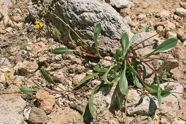 Scorpiurus muricatus, Erba lombrica comune, Assudda burda, Semini trottoxiau