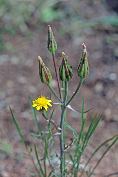 Scorzonera laciniata, Scorzonera sbrindellata, Crabiolina, Pei de caboni