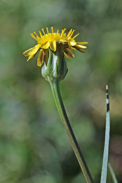Scorzonera laciniata, Scorzonera sbrindellata, Crabiolina, Pei de caboni