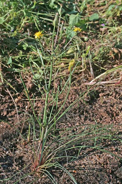 Scorzonera laciniata, Scorzonera sbrindellata, Crabiolina, Pei de caboni