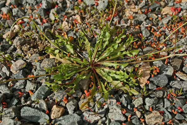 Scorzoneroides muelleri, Dente di leone di Mueller