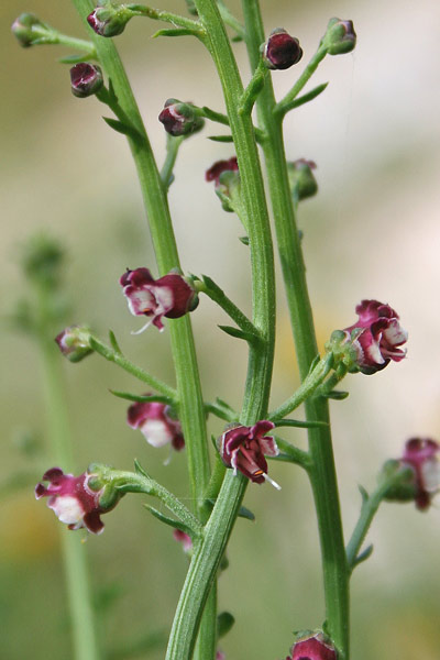 Scrophularia canina, Scrofularia comune, Ruta canina, Arrud'e canis