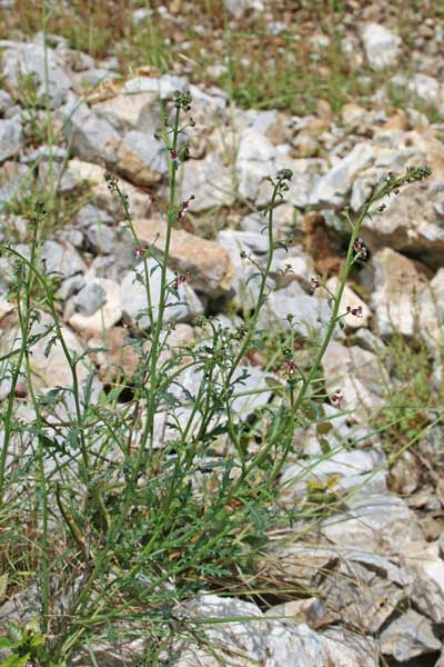 Scrophularia canina, Scrofularia comune, Ruta canina, Arrud'e canis