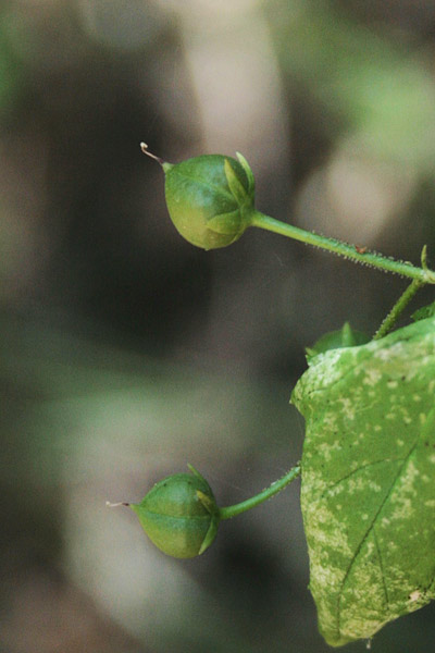 Scrophularia peregrina, Scrofularia annuale, Pitzianti masedu, Suimele, Urtiga maseda