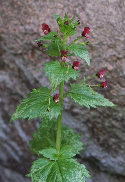 Scrophularia peregrina, Scrofularia annuale, Pitzianti masedu, Suimele, Urtiga maseda