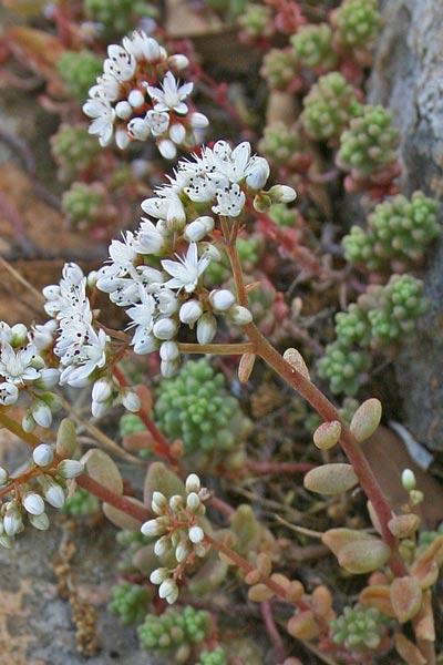 Sedum album subsp. micranthum, Borracina bianca, Axina de coloru, Erba grassa, Sempiribiu biancu