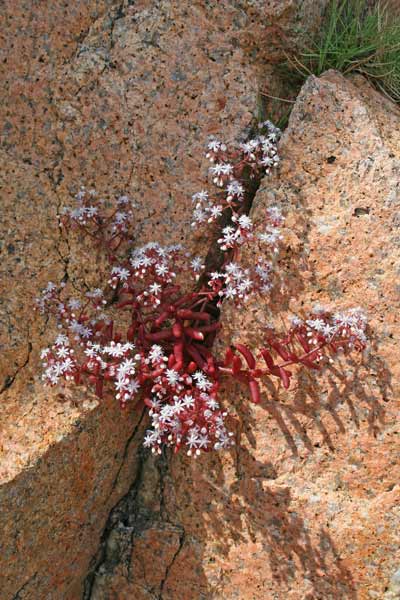 Sedum caeruleum, Borracina azzurra, Erba de margiani, Sempiribiu asulu