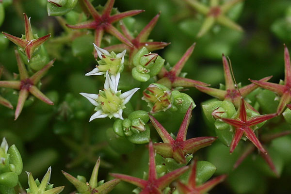 Sedum caespitosum, Borracina cespugliosa, Axia de caboru, Erba grassa