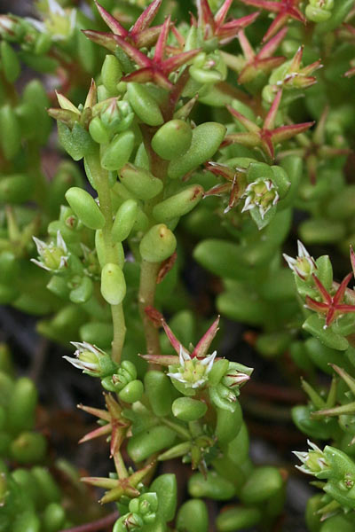 Sedum caespitosum, Borracina cespugliosa, Axia de caboru, Erba grassa