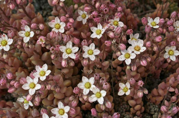 Sedum dasyphyllum subsp. dasyphyllum, Borracina cinerea, Erba della Madonna, Erba de margiani