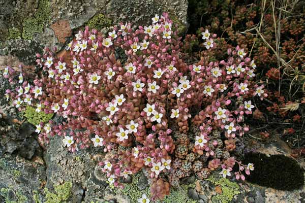 Sedum dasyphyllum subsp dasyphyllum, Borracina cinerea, Erba della Madonna, Erba de margiani