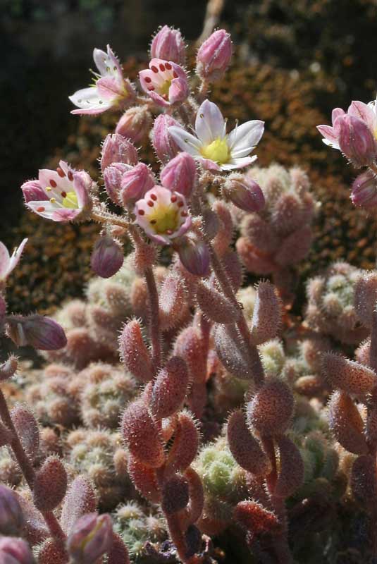 Sedum dasyphyllum subsp. glanduliferum, Borracina glandulifera, Erba de margiani
