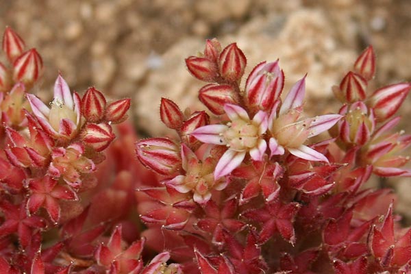 Sedum rubens, Borracina arrossata