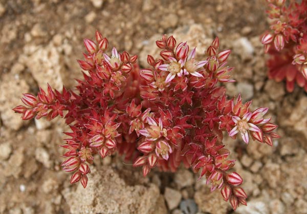 Sedum rubens, Borracina arrossata