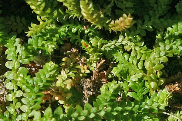 Selaginella denticulata, Selaginella denticolata