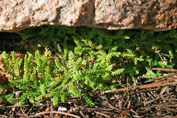 Selaginella denticulata, Selaginella denticolata