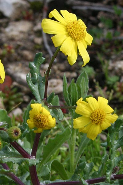 Senecio leucanthemifolius, Senecio costiero, Erba de cardaneras, E. de cardellinas