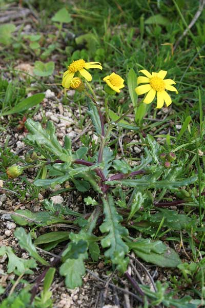 Senecio leucanthemifolius, Senecio costiero, Erba de cardaneras, E. de cardellinas