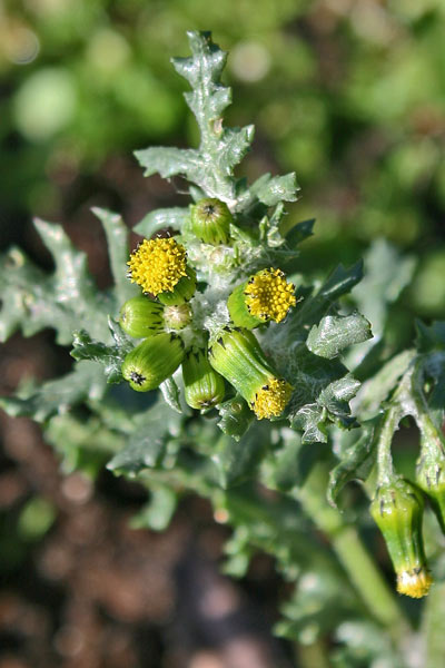 Senecio vulgaris, Calderaja, Calderina, Calderugia, Cardillo, Mangia lebbra, Solleciola, Verzellina, Senecione comune, Cagarantzu areste, Cagarantzu molentinu, Cagliuga, Coccoininni burdu, Eiva cardeddinas, Erba de cardaneras, Perdufexi, Petru feghe