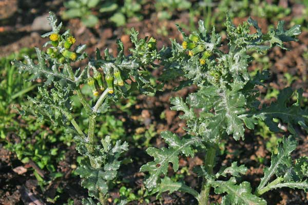 Senecio vulgaris, Calderaja, Calderina, Calderugia, Cardillo, Mangia lebbra, Solleciola, Verzellina, Senecione comune, Cagarantzu areste, Cagarantzu molentinu, Cagliuga, Coccoininni burdu, Eiva cardeddinas, Erba de cardaneras, Perdufexi, Petru feghe