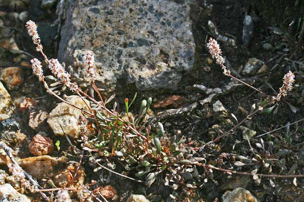 Sesamoides interrupta, Reseda pigmaea