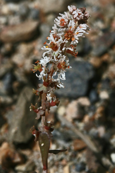 Sesamoides interrupta, Reseda pigmaea