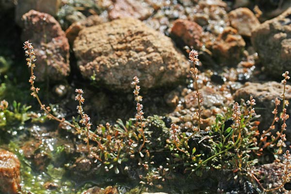 Sesamoides interrupta, Reseda pigmaea