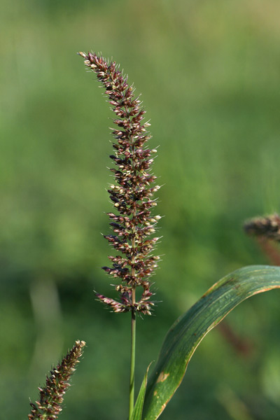 Setaria adhaerens, Pabbio aderente, Coa de gattu, Orgiu de acqua, Orgiu de arriu