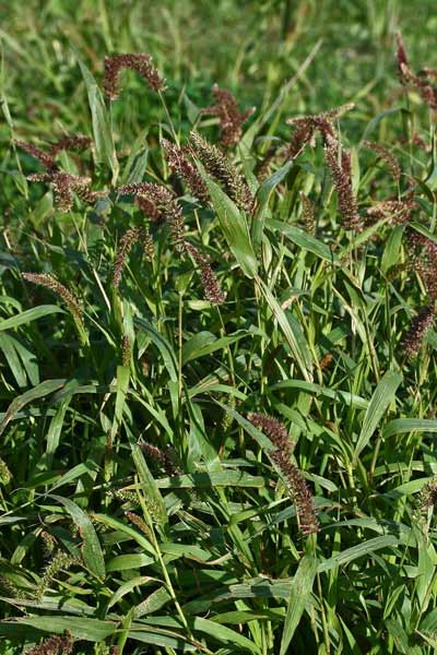 Setaria adhaerens, Pabbio aderente, Coa de gattu, Orgiu de acqua, Orgiu de arriu