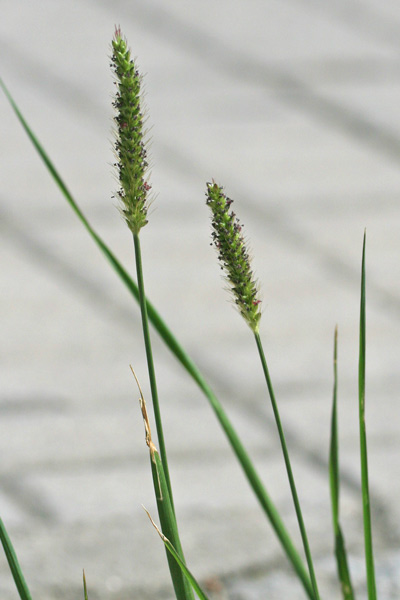 Setaria parviflora, Pabbio perenne, Coa de gattu