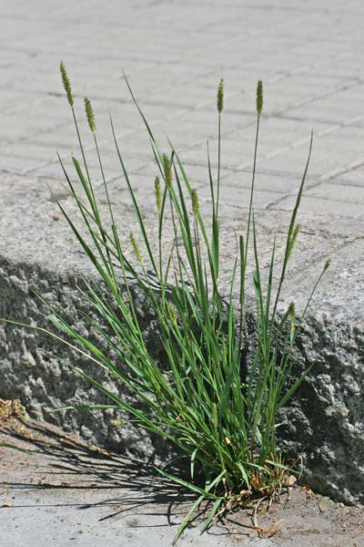 Setaria parviflora, Pabbio perenne, Coa de gattu