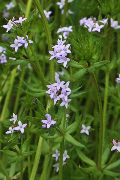 Sherardia arvensis, Toccamano, Appodda-appodda, Piga-pigheddu