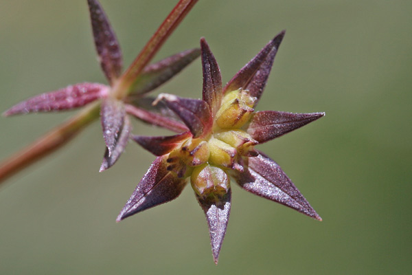 Sherardia arvensis, Toccamano, Appodda-appodda, Piga-pigheddu