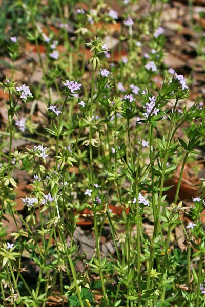 Sherardia arvensis, Toccamano, Appodda-appodda, Piga-pigheddu