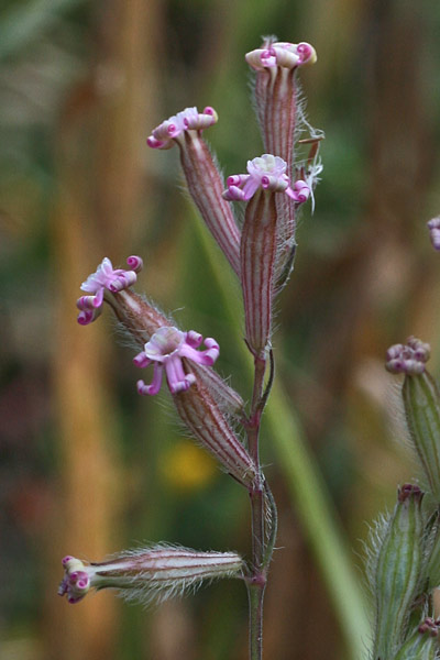 Silene bellidifolia, Silene ispida, Zaccarrosa