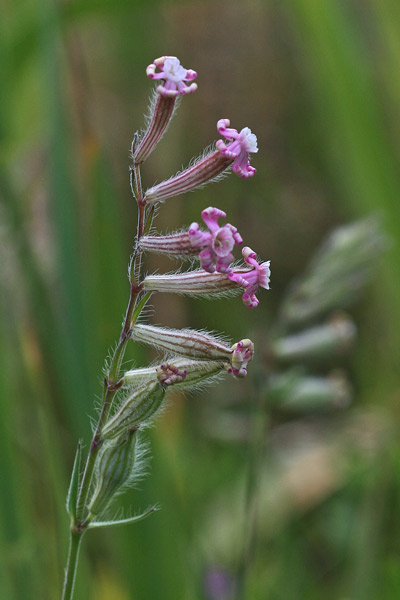 Silene bellidifolia, Silene ispida, Zaccarrosa