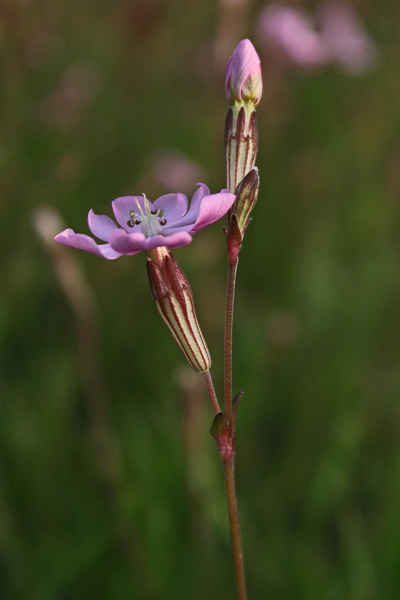 Silene canescens, Silene biancastra, Gravellu de mari