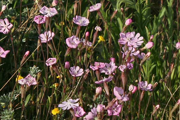 Silene canescens, Silene biancastra, Gravellu de mari