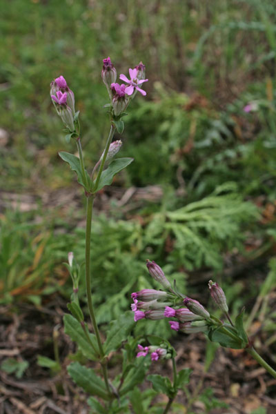 Silene diversifolia, Silene rosseggiante, Erba de zoccu, Gravelleddus