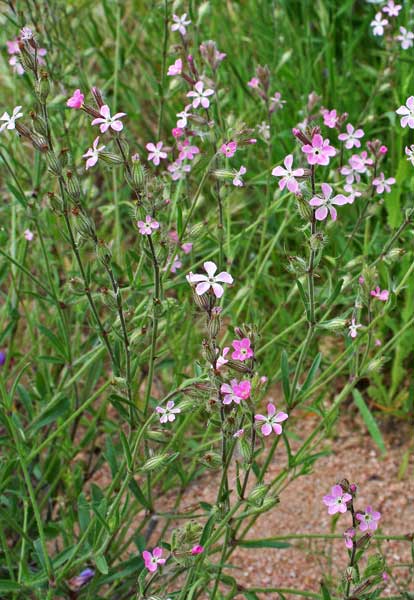 Silene gallica, Granu de pevaru, Granu de pebaru, Gravellinu, Nieddone