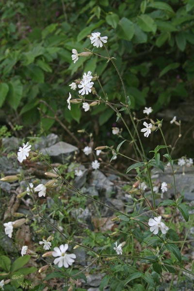 Silene latifolia, Silene bianca, Erba de zoccu, Gravelleddus