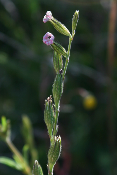 Silene nocturna, Silene notturna