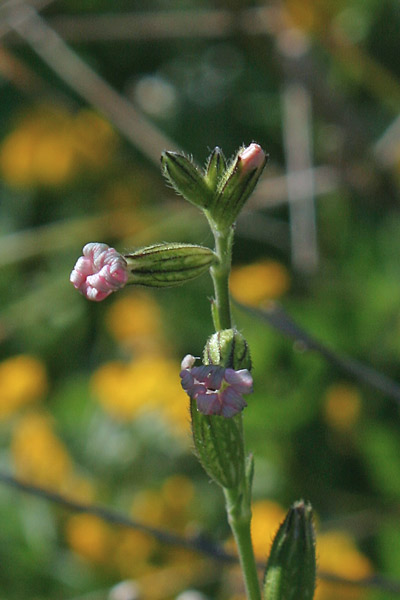 Silene nocturna, Silene notturna