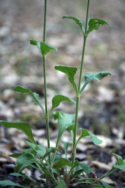 Silene viridiflora, Silene a fiori verdastri, Erba de zoccu, Gravelleddus