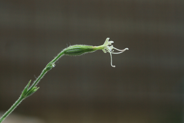 Silene viridiflora, Silene a fiori verdastri, Erba de zoccu, Gravelleddus