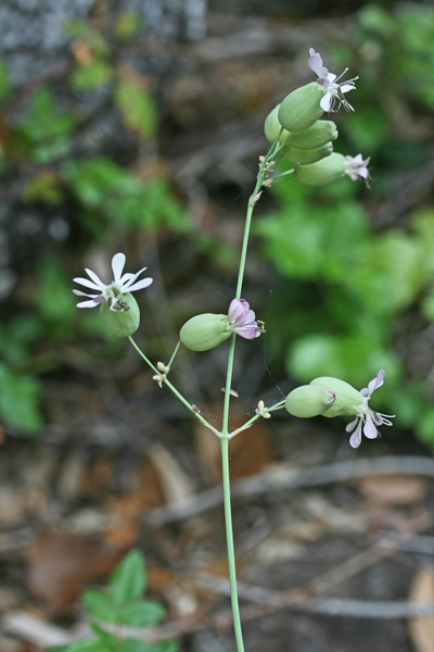 Silene vulgaris subsp. vulgaris, Bubbolini, Silene rigonfia, Strigoli, Capricheddu, Erba de zoccu, Erba sonajola